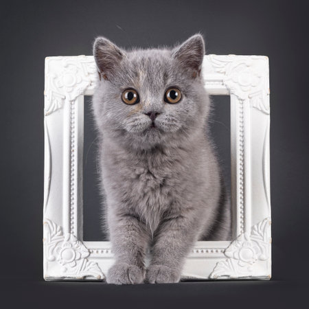 Cute tortie British Shothair cat kitten, standing through white photo frame. Looking at camera with brownish round eyes. Isolated on a black background.の写真素材