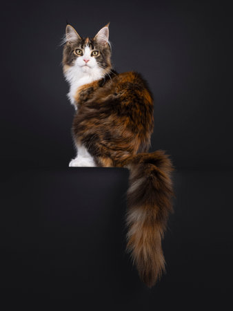 Pretty young tortie Maine Coon cat, sitting up side way on edge. Looking over shoulder towards camera. Isolated on a black background.の写真素材