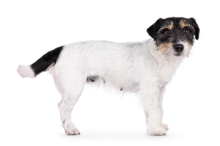 Cute senior dog, standing side ways. Looking straight to camera. Isolated on a white background.の写真素材