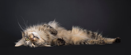 Pretty black tabby Maine Coon cat, laying upside down and side ways. Looking towards camera with...
