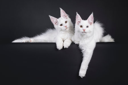 Handsome duo solid white Maine Coon cat kittens, laying beside each other on edge. Looking towards camera. Isolated on a black background.の写真素材