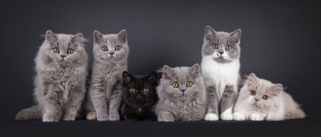 Group of 6 British Long and Shorthair cat kittens, sitting and laying beside each other on perfect row. All looking towards camera. Isolated on a black background.の写真素材
