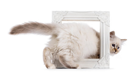 Cute Sacred Birman cat kitten, stepping backwards through white image frame. Looking attentive towards camera with blue eyes. isolated on a white background.の写真素材