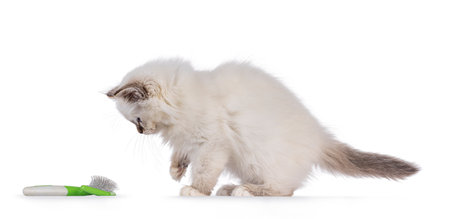 Fluffy Sacred Birman cat kitten, standing side ways. Looking slicker brush. Isolated on a white background.の写真素材