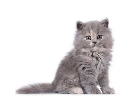 Adorable blue tortie British Longhair cat kitten, sitting up side ways. Looking curious towards camera. Isolated on a white background.の写真素材