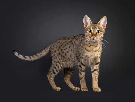 Gorgeous young Savannah cat, standing side ways. Looking curious towards camera. Isolated on a black background.の写真素材