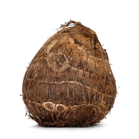 Close-up of a whole unpeeled taro root vegetable. Isolated on a white background.の写真素材