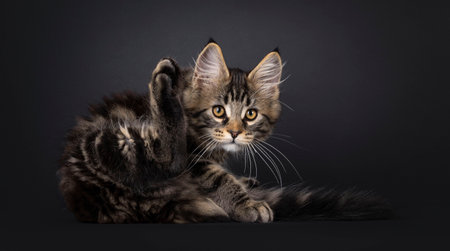 Expressive Maine Coon cat kitten, laying down. Looking surprised straight to camera. Isolated on a black background.の写真素材