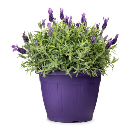 Lavandula stoechas aka Butterfly Lavender, in a purple pot. Isolated on a white background.の写真素材