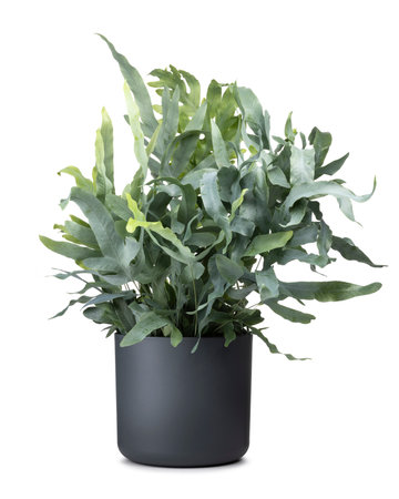 Phlebodium aka Blue fern in a gray pot. Isolated on a white background.の写真素材