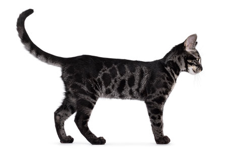 Excellent charcoal Bengal cat kitten, standing side ways. Looking sideways showing profile. Isolated on a white background.の写真素材