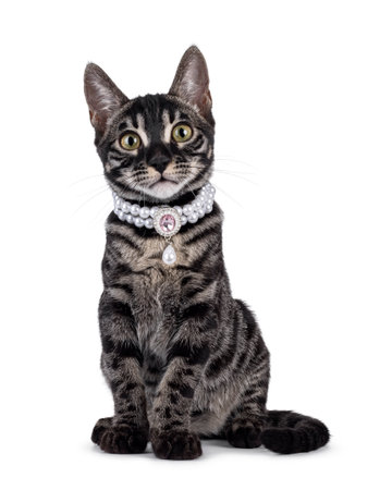 Excellent charcoal Bengal cat kitten, sitting up facing front wearing fancy necklace. Looking attentively towards camera. Isolated on a white background.の写真素材