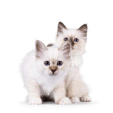 Adorable duo Sacred Birman cat kittens, playing with each other. Both looking curious towards camera with wide specific blue eyes. Isolated on a white background.の写真素材
