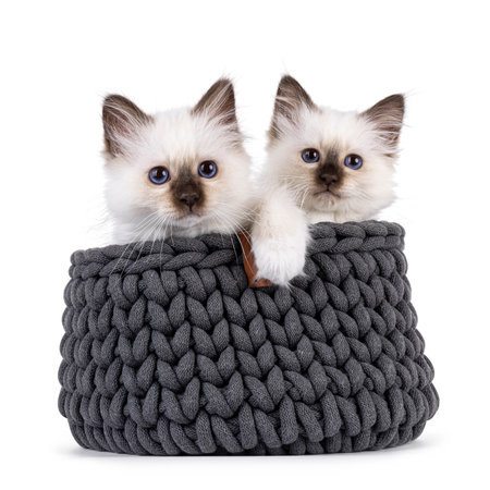 Adorable duo Sacred Birman cat kittens, sitting in gray knitted basket. Both looking towards camera with wide specific blue eyes. Isolated on a white background.の写真素材