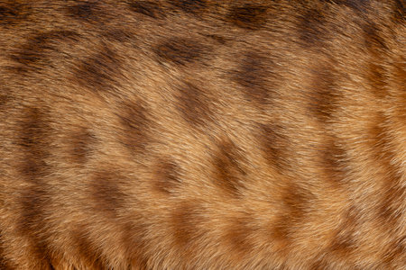 Full frame macro shot of coat from aSavannah cat shwoing spots and pattern.の写真素材