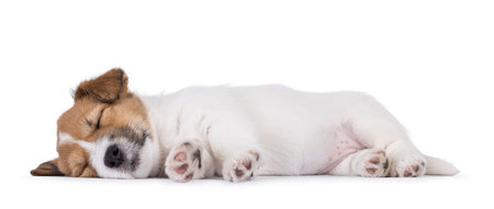 Cute Jack Russell dog puppy, laying down side ways. Eyes closed, fast asleep showing toe beans. Isolated on a white background.の写真素材