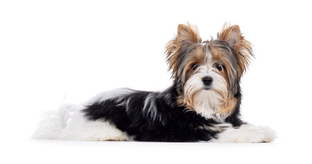 Cute Biewer Yorkshire Terrier dog, laying down side ways. Looking towards camera. Isolated on a white background.の写真素材