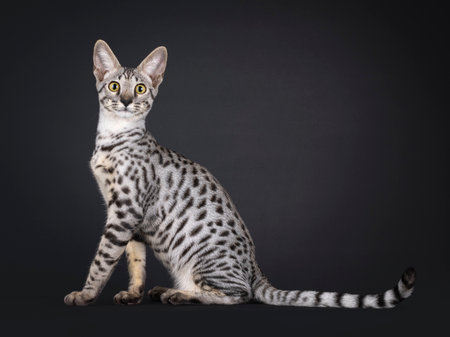 Silver Savannah cat, sitting up side ways. Looking straight to camera. Tail up. Isolated on a black...