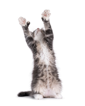 Maine Coon polydactyl cat kitten sitting up on hind legs, front paws up like reaching for something. Looking up away from camera. Isolated on a white backgroundの写真素材