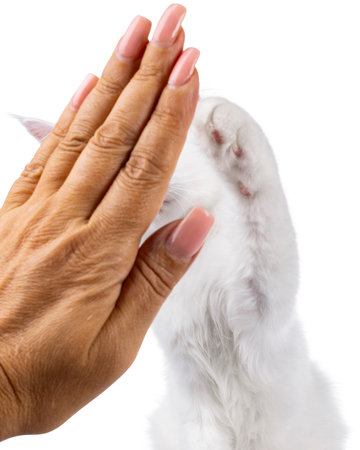 White Maine Coon cat kitten, sitting up facing front. Giving human hand a high five, no face. Isolated on a white backgroundの写真素材