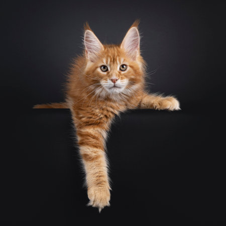 Red Maine Coon cat kitten laying down facing front, with paw hanging down over edge. Looking straight to camera. Isolated on a black backgroundの写真素材