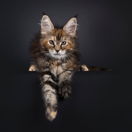 Tortie Maine Coon cat kitten laying down facing front, with paws hanging over edge. Looking straight to camera. Isolated on a black backgroundの写真素材