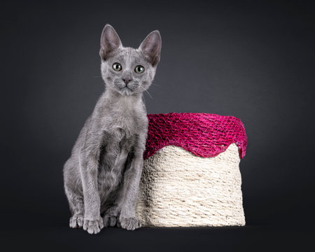 Rare solid blue Savannah cat kitten, sitting beside empty flower pot. Looking towards camera with mesmerizing green eyes. Isolated on a black background.の写真素材