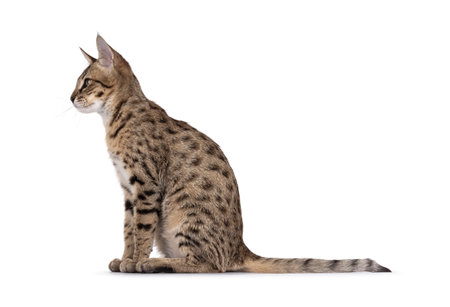 Cute young adult brown cat, sitting up side ways on an edge. Looking ahead away from camera....