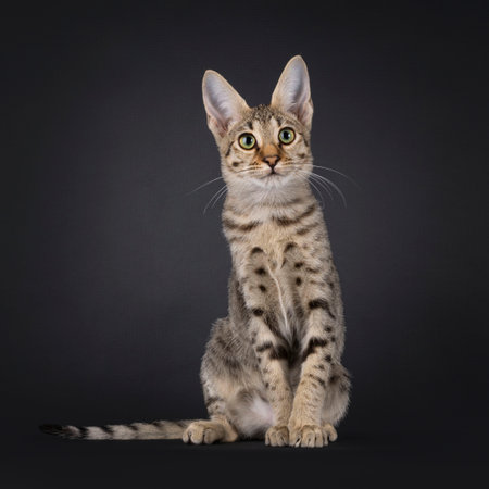 Pretty savannah cat, sitting up facing front. Looking towards lens with cute head tilt. Isolated on a black background. savannah cat, sitting up facing front. Looking towards lens. Isolated on a black background. savannah cat, sitting up facing front. Looking above lens. Isolated on a black background.の写真素材