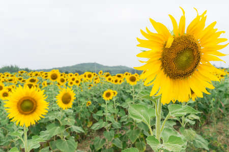 suflowerの写真素材