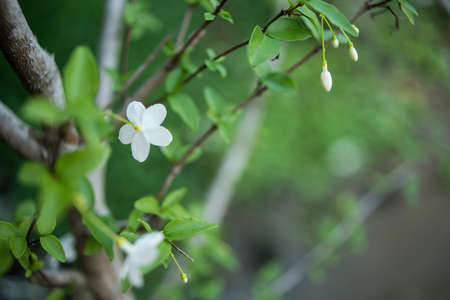 White Wild water plum in bokehの写真素材