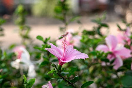 Pink chaina rose on green backgroundの写真素材