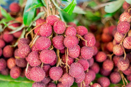 lychee fruit in thailandの写真素材