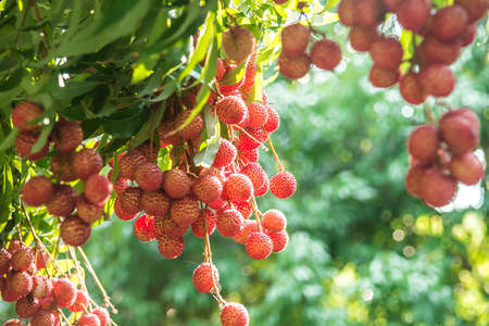 lychee fruit in thailandの写真素材