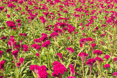 red and pink of cockscomb flower in farmの写真素材