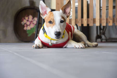 sight of Cute dog Crouching on the floorの写真素材