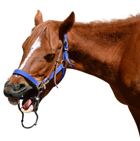 laughing horseの写真素材