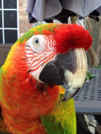 Shamrock macawの素材