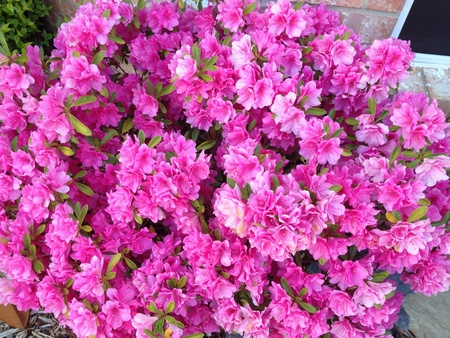 Spring flowersの素材