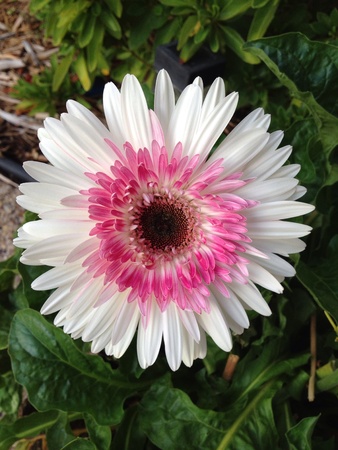 Lollipop daisyの素材