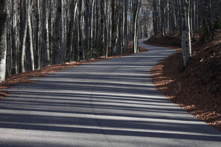 road and shadowsの写真素材