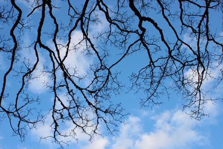 blue sky and branchesの写真素材