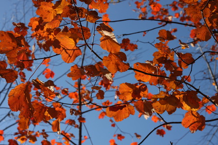 Autumn colors