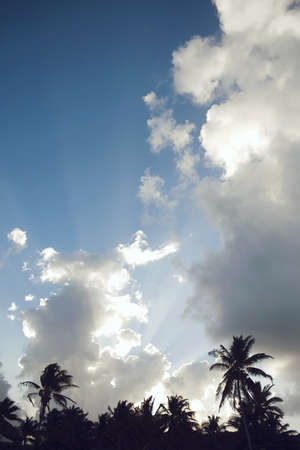 Palm trees on beach Tulum