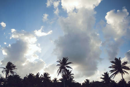 Palm trees on beach Tulum