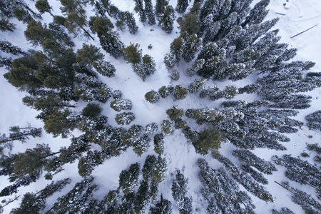 Top-down Aerial View of Snow-Covered pine trees forest in Himalayan Mountains during winter, Malam Jabba Swat Khyber Pakhtunkhwa Pakistanの写真素材