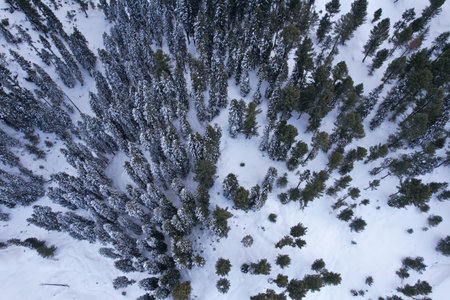 Top-down Aerial View of Snow-Covered pine trees forest in Himalayan Mountains during winter, Malam Jabba Swat Khyber Pakhtunkhwa Pakistanの写真素材