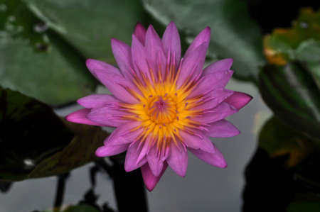 Lotus line  Scientific name : Nymphaea lotus is a species of aquatic plants .
