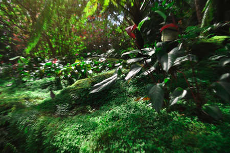 Lush foliage in a small corner Phuping Palaceの写真素材