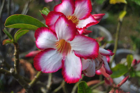 White with red azalea flowersの写真素材